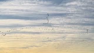 Sandhill Cranes flying to feeding fields, December 31, 2022