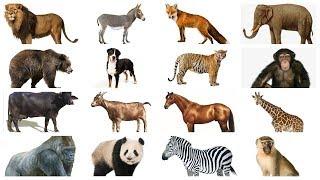 Learn Animals names with Pictures in English | Farm Wild Animals for kids