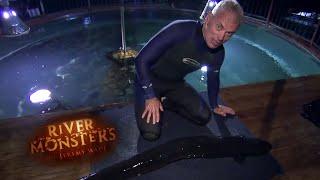 Human-Sized Longfin Eel | EEL | River Monsters