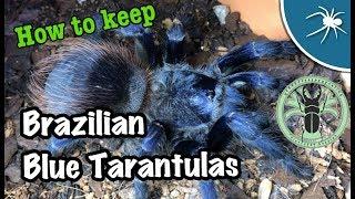 Pterinopelma Sazimai 101 ft. predatororpreyonline