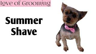 How to Shave a Yorkshire Terrier for Summer