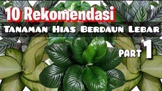 10 Rekomendasi Tanaman Hias Berdaun Lebar || Part 1|| Hijau daunnya  bikin Ademm