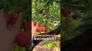 Guises lychee is ripe #lycheefruit #chinesefruits #exoticfruittrees #frozonfruits #lyckyee