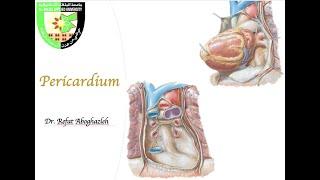 Pericardium