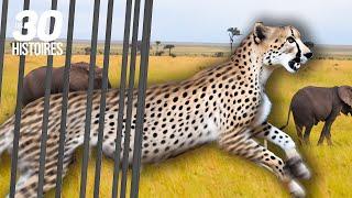 Ils relâchent un léopard dans la savane ! - Les histoires insolites