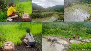 Going At My Friend paddy plantation |Naga vlogs|Vicks vlogs|Northeast India