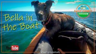 Bella (our dog/travel companion!) in the boat around Australia