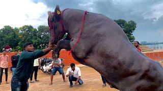 Madhu yadav Sadar 2022 Khairatabad Madhu Yadav Bulls Getting ready for Sadar festival 2022