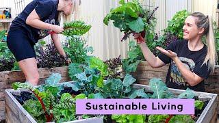 Urban Permaculture Garden Tour // June Update // Perth, Australia