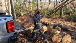 Roadside logging Red Oak with the STIHL MS 500I