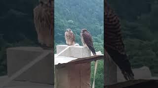 전원주택 전망좋은집 명지산 운악산 연인산 를한눈에 구매문의01030161624