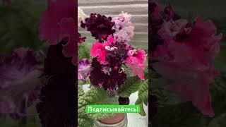 Стрептокарпус DS-2837 #streptocarpus #стрептокарпусы
