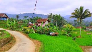 Emak Emak Panjat Pinang 17 Agustusan Dikampung Ramenya Luar Biasa | Pedesaan Jawa Barat