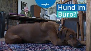 Tiere im Büro: Können Bürohunde Stress auf Arbeit senken? | MDR um 4 | MDR