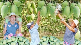 Harvest Carabao Philippine Mango from the farm | Philippine Countryside | Buhay Probinsya @AmigaCha