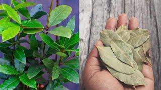 How To Grow Bay Leaves (Bay Laurel)