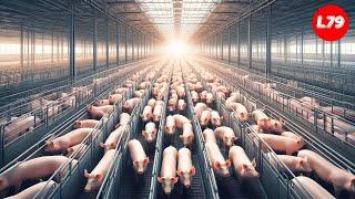 How Free Range Farms In America Raise Millions Of Pigs - Processing Factory