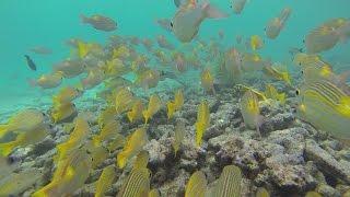 Maldives Underwater Kingdom: colourful tropical sea life