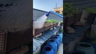 Today I transplanted the lettuce seedlings. Bring more soil with you when transplanting.........