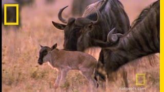 Wildebeest Migration | National Geographic