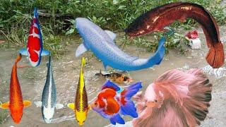 Menemukan ikan glofish, ikan lele jumbo, ikan cupang, ikan koi, ikan mas koki, sepat #132