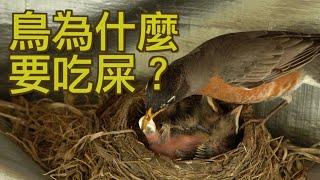 【動物世界】鳥為什麼要吃屎？你聽過糞囊嗎？