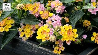 Lantana camara Calippo 'Vintage' - Mediterranean Marvels - Kernock Park Plants 2021 Introductions