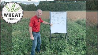 Wheat School: Selecting the right rates for seeding and phosphorous