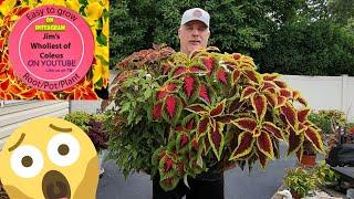 Want to Keep your Beautiful Coleus Indoors  but don't have the space? Great Tips and Options