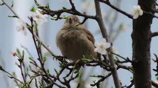 Love of Nature Instrumental Music by Moshe P. Weisblum ©