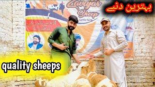 Quality Sheeps Dumbay For Sale Zaviyaar Sheep And Cattle Farm ka visit Peshawar dumba Market 2024