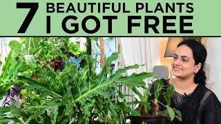 7 Beautiful Plants I got Free | Wild Plants | Foraged Plants | Indoor plants