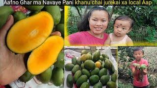 गाँउ घर तिर आँप खोजदै के र्गनु आफ्नो घर मा आँप छैन|Eating mango|Organic local mango|Ninam Rai vlog