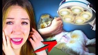 ОПАСНАЯ ОПЕРАЦИЯ !!! ЭЛЛИ ПЛАЧЕТ СПАСЕНИЕ КРОЛИКА | Elli Di Pets