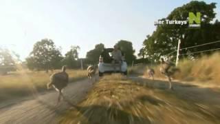 Viasat Nature Nordic - My family & Other Turkeys - promo