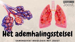 Het ademhalingsstelsel | Samenvatting