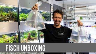 Aquarium Fisch Unboxing | Fische für Aquascaping | Liquid Nature