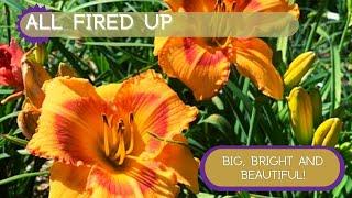 ADD SOME ZING TO YOUR GARDEN! | All Fired Up Daylily