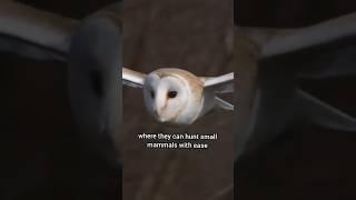 The Ghostly Hunter: Fascinating Facts About the Barn Owl.