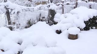 Winter fairy tale in the village of Zvenimir, Silistra region