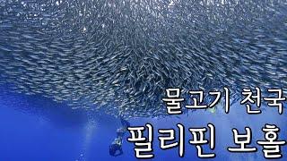 압도적인 수중생태계, 필리핀 보홀입니다. 4K로 보세요!