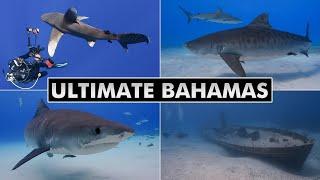 Ultimate Bahamas - Diving Tiger Beach, Bimini, Cat Island, Nassau [4k]