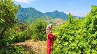 Morning to Evening Routine _ Village Life in the Mountains of Iran