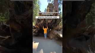 Exploring Sequoia National Park, California #travel #nationalparks #usa