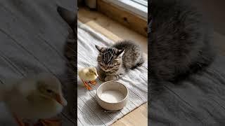 The Cutest Morning Ritual: Kitten and Chick by the Milk Bowl