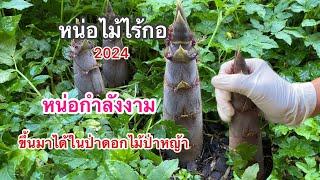 รอบที่4 ขึ้นมาได้ในป่าหญ้า ป่าดอกไม้ มีแต่หน่องามๆ เก็บหน่อไม้ไร้กอ 2024 @92wara