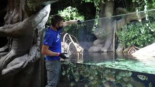 Field Trip Friday: Archerfish Feeding