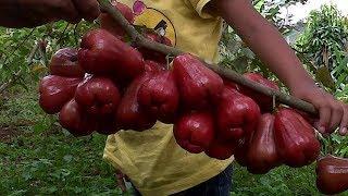 Cara Budidaya Tanaman Jambu Air Citra Agar Cepat Berbuah