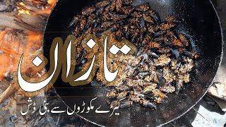 TAAZAN | Cicada | How to Cook ? | Ziarat | Balochistan | Pakistan |