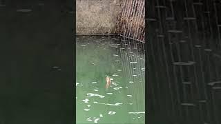 mancing ikan rawa²#ikan #mancing #babon #rawa #fypシ #viral @Fikta48